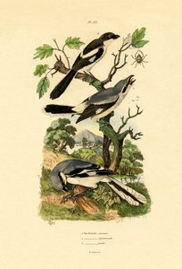 Shrikes